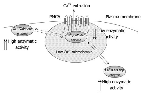 Plasma Membrane Calcium ATPase Proteins As Novel Regulators Of Signal