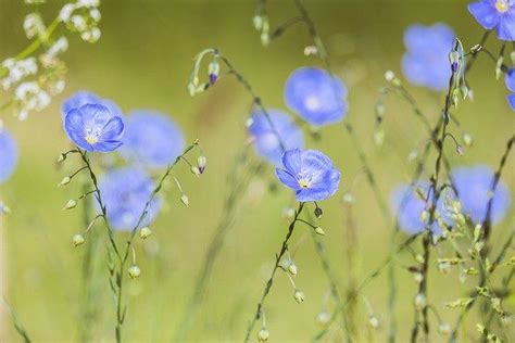 Blue Flax Perennial Upright Free Photo On Pixabay Image Fleur