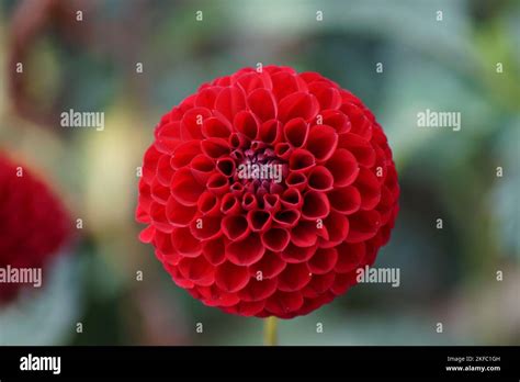 Big Dahlias Hi Res Stock Photography And Images Alamy