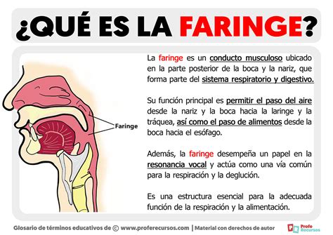 Qué es la Faringe Definición de Faringe