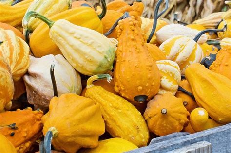 What Happened To My Yellow Squash With Bumps On Skin Sumo Gardener