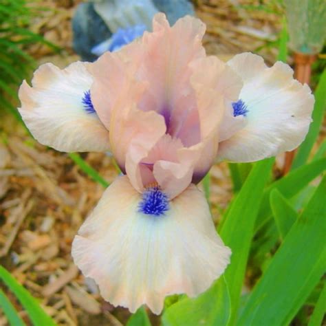 Iris Plants Iris Bulbs For Planting Bearded Iris Bulbs Iris Buls Bulk Garden Decoration