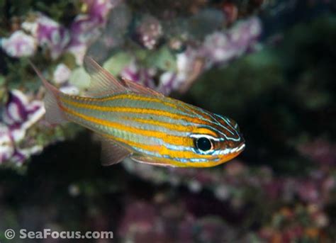 Cardinalfish – image gallery | marine species information | diving ...