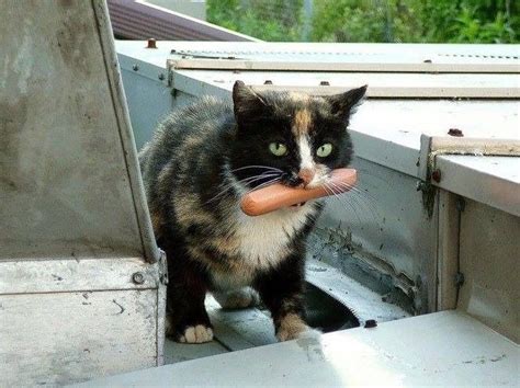 Cat Thieves Stealing Food Caught Red Handed Cute Cats Funny Cats