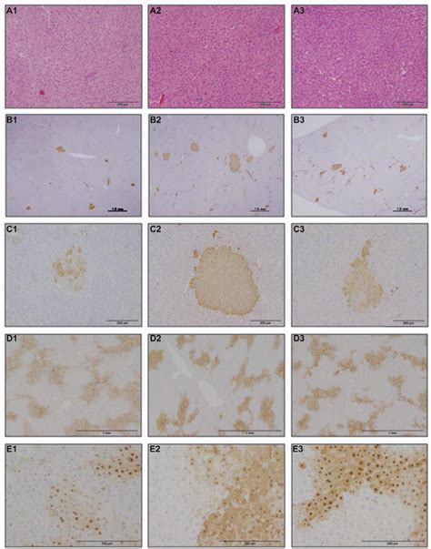 Figure From Antioxidant N Acetyl L Cysteine Nac Supplementation