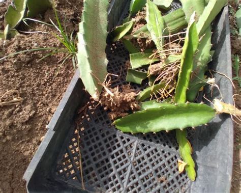 How To Grow Dragon Fruit From Propagation To Harvest The Survival