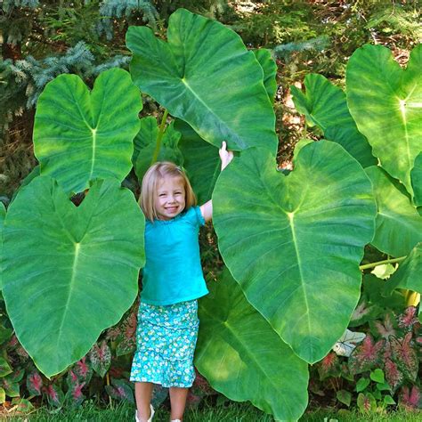 How To Grow And Care For Elephant Ears Atelier Yuwa Ciao Jp