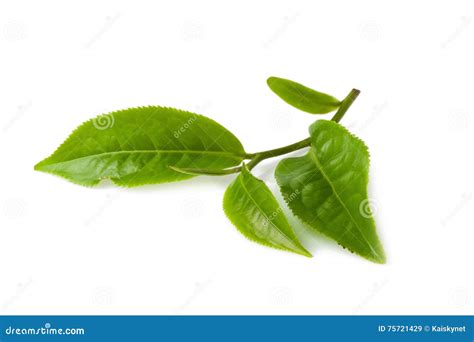 Green Tea Leaf Isolated On White Background Stock Image Image Of