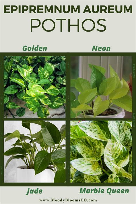 Epipremnum Aureum Pothos Hardy Plants Variegated Plants Plant Care