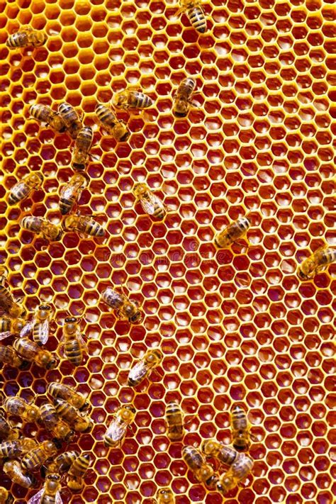 Honey and bees stock photo. Image of food, macro, garden - 48628170