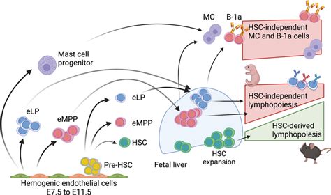 Updated Layered Immune System Theory Mast Cell Progenitors Embryonic