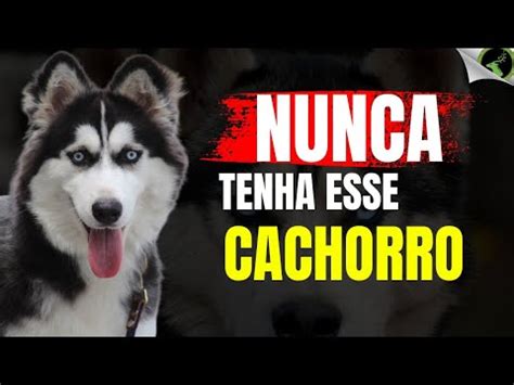 Husky Siberiano Motivos Para N O Ter Um Husky Siberiano Youtube