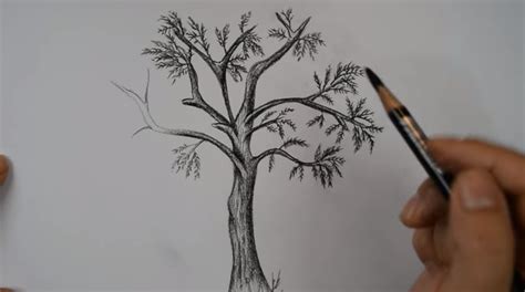 تعلم رسم شجرة بالرصاص خطوة بخطوة للمبتدئين Drawings Art