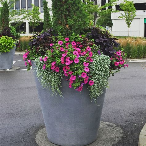 Watering Tips For Your Plants - Buck and Sons Landscape Services