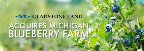 Gladstone Land Acquires Blueberry Farm In Michigan For 21 Million