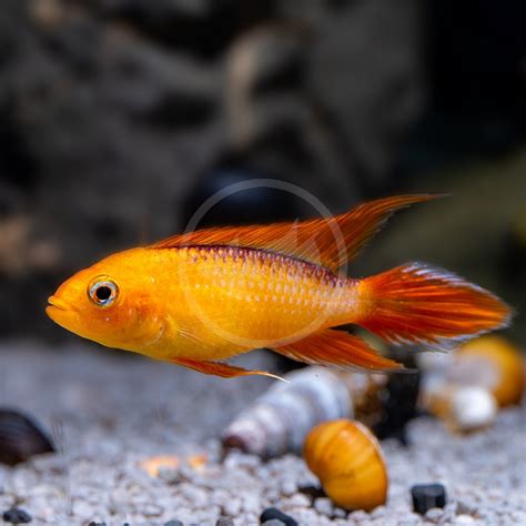 CICHLID - APISTOGRAMMA AGASSIZI FIRE RED Apistogramma cf. agassizii ...