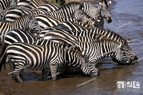 Burchell S Zebra Equus Burchelli Herd Drinking At River Masai Mara