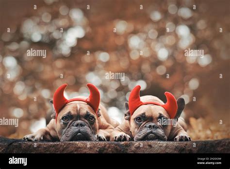 Pair Of Halloween French Bulldog Dogs Wearing Red Devil Horns Costume