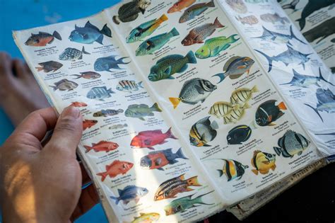 Fish Identification Quizzes | Eastern Pacific & Costa Rica