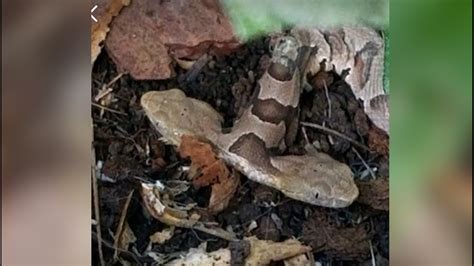 Holy Snakes Rare Two Headed Copperhead Captured In Virginia Backyard