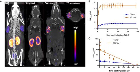 Frontiers SPECT CT Imaging Biodistribution And Radiation Dosimetry