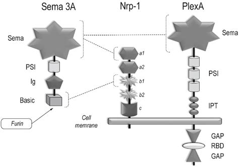 The Structure Of Semaphorin A And Its Receptors Nrp And Class A