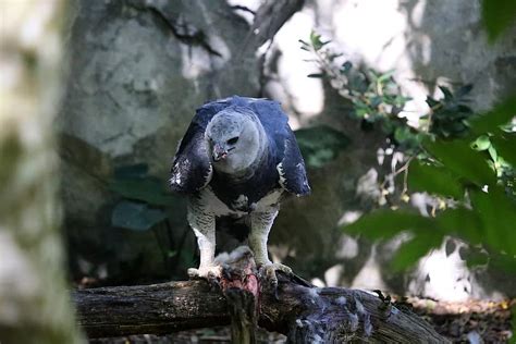 50 Harpy Eagle Facts About The World's Strongest Bird