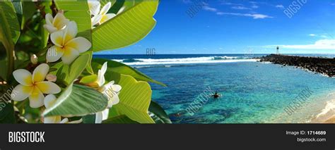 Tropical Flowers Beach Image & Photo (Free Trial) | Bigstock