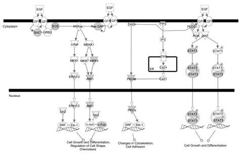 Egf Signaling Pathway Generated By The Ingenuity Pathway Analysis Ipa