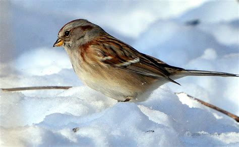 Bruant Hudsonien American Tree Sparrow DSC 3472 Merci De Flickr