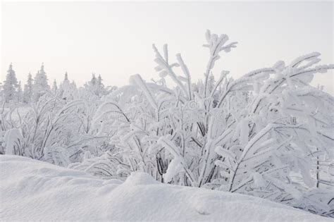 Winter Day Naked Trees And Pines Covered With White Snow On There Branches Walking On Nature