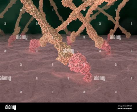 Fibrin Strands Computer Artwork Depicting A Number Of Fibrin Strands