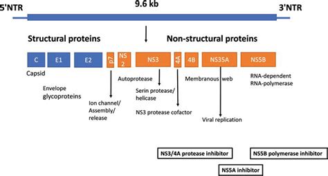 Hepatitis C Virus Structure And Diagnostic Methods Intechopen