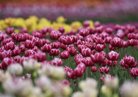 A Guide To Visiting The 2024 Canadian Tulip Festival In Ottawa — Project Local Love