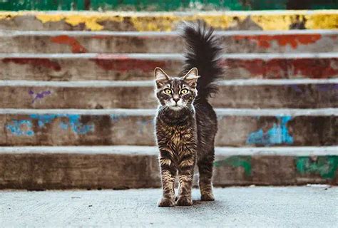 La Perspectiva Felina Qué Piensan Los Gatos De Nosotros Salud Gatuna