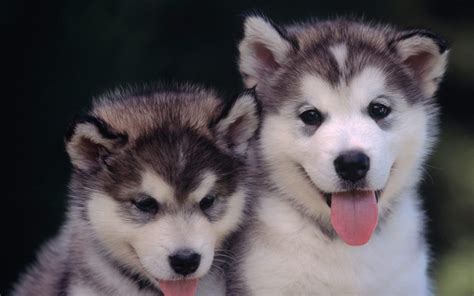 Cute Puppies :) - Puppies Wallpaper (22040943) - Fanpop