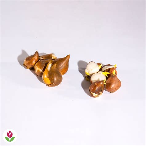 Bulbes Collection de Tulipes Esprit et Paul Sherer - Tulipa esprit