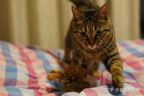 狸花猫可以当成宠物养吗？ 知乎