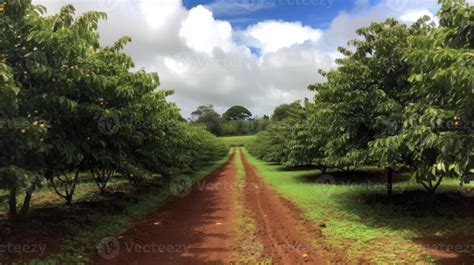 Coffee plantation. Landscape with coffee trees. 23602153 Stock Photo at ...