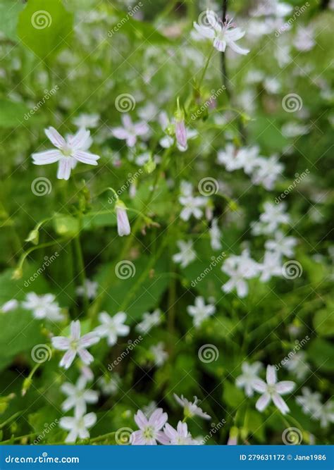 Mini white flowers stock photo. Image of white, mini - 279631172