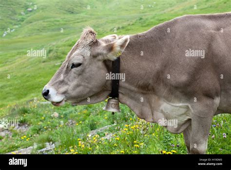 Cow With Bell Stock Photo Alamy