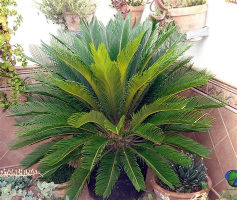 How To Grow The Sago Palm Tree Cycas Revoluta Sago Palm Tree Sago