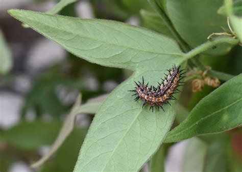how to take care of a caterpillar 1
