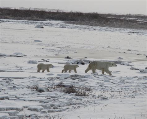 Polar Bear Social Behaviour in Southern Hudson Bay – Thunder Bay Field