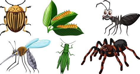 Set Of Different Kinds Of Insects 11778678 Vector Art At Vecteezy