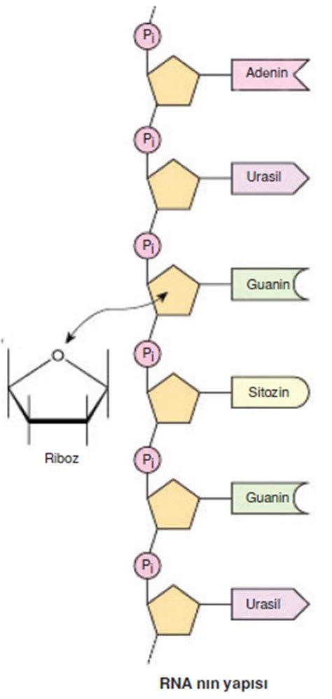 Rna Ribon Kleik Asit Bilgicik