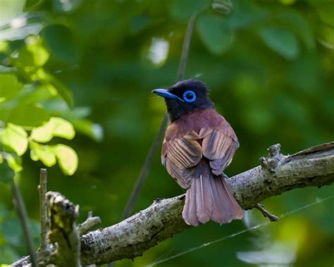 The Popstars Are Back Paradise Flycatchers In Shanghai Birds