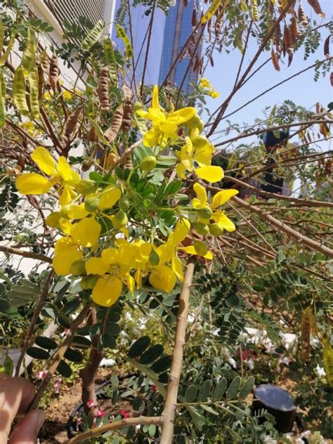 Senna Auriculata L Roxb Tanner S Cassia World Flora Pl Ntnet