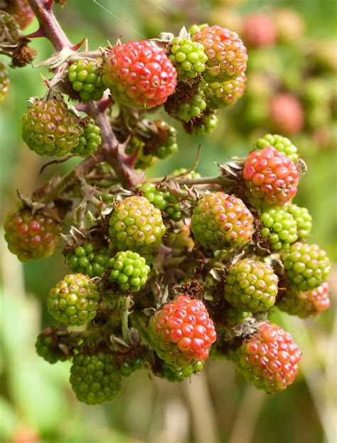 Blackberry Rubus Fruticosus Syerston Notts Th Augu Flickr