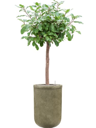 Ficus Reflexa Donica Baq Vertical Rib Soil System Vulkastrat